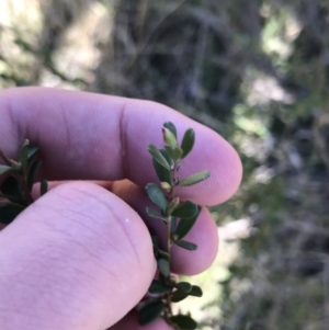 Leptospermum sp. at Tuggeranong DC, ACT - 18 Sep 2021