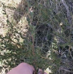 Leptospermum sp. at Tuggeranong DC, ACT - 18 Sep 2021