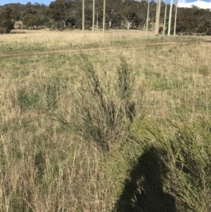 Leptospermum sp. at Tuggeranong DC, ACT - 18 Sep 2021