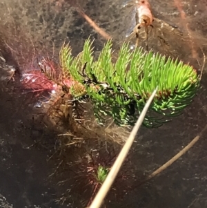 Myriophyllum sp. at Tuggeranong DC, ACT - 18 Sep 2021