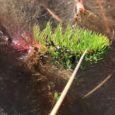 Myriophyllum sp. (Water-milfoil) at Farrer Ridge - 18 Sep 2021 by Tapirlord