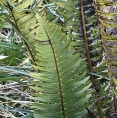 Blechnum nudum (Fishbone Water Fern) at Tuggeranong DC, ACT - 18 Sep 2021 by Tapirlord