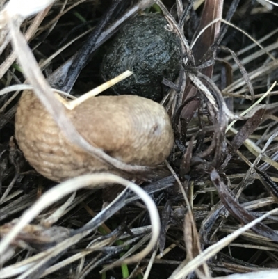 Deroceras reticulatum (Grey Field Slug) at Tuggeranong DC, ACT - 18 Sep 2021 by Tapirlord