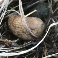 Deroceras reticulatum at Tuggeranong DC, ACT - 18 Sep 2021