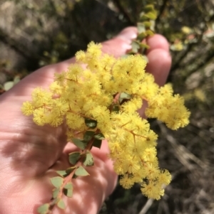 Acacia pravissima at Farrer, ACT - 18 Sep 2021