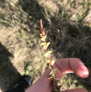 Acacia pravissima at Farrer, ACT - 18 Sep 2021