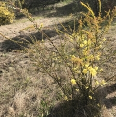 Acacia pravissima at Farrer, ACT - 18 Sep 2021