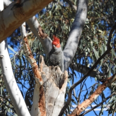 Callocephalon fimbriatum (Gang-gang Cockatoo) at Acton, ACT - 21 Sep 2021 by HelenCross