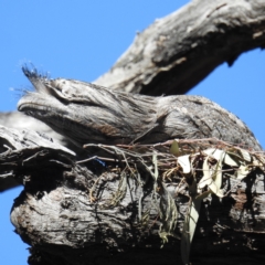 Podargus strigoides (Tawny Frogmouth) at Acton, ACT - 22 Sep 2021 by HelenCross