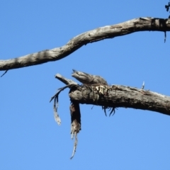 Podargus strigoides at Acton, ACT - 22 Sep 2021