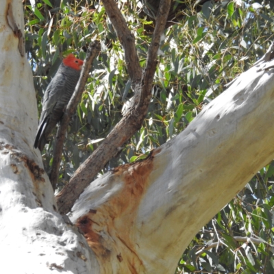 Callocephalon fimbriatum (Gang-gang Cockatoo) at ANBG - 22 Sep 2021 by HelenCross