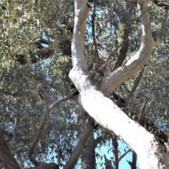 Callocephalon fimbriatum at Acton, ACT - suppressed