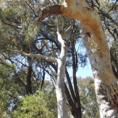 Callocephalon fimbriatum at Acton, ACT - suppressed