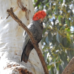 Callocephalon fimbriatum at Acton, ACT - suppressed