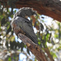 Callocephalon fimbriatum at Acton, ACT - suppressed