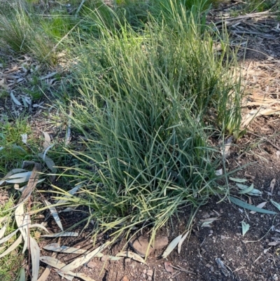 Lomandra (genus) (A Matrush) at Ngunnawal, ACT - 22 Sep 2021 by andrewbt