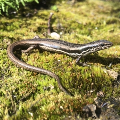 Morethia boulengeri (Boulenger's Skink) at Hamilton Valley, NSW - 22 Sep 2021 by DamianMichael