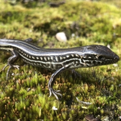 Ctenotus robustus (Robust Striped-skink) at Hamilton Valley, NSW - 22 Sep 2021 by DamianMichael