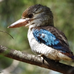 Dacelo leachii (Blue-winged Kookaburra) at Kelso, QLD - 18 Jul 2021 by TerryS