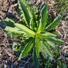 Verbascum virgatum (Green Mullein) at Symonston, ACT - 22 Sep 2021 by Mike