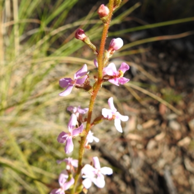 Stylidium sp. (Trigger Plant) at Acton, ACT - 22 Sep 2021 by HelenCross