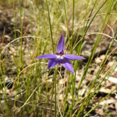 Glossodia major (Wax Lip Orchid) at Acton, ACT - 21 Sep 2021 by HelenCross