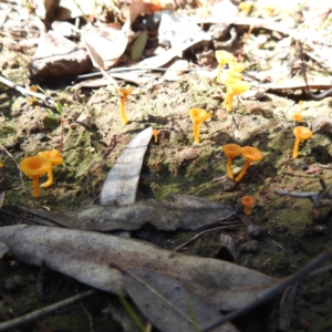 Lichenomphalia chromacea at Acton, ACT - 22 Sep 2021