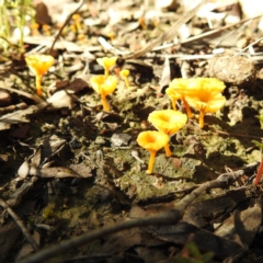 Lichenomphalia chromacea at Acton, ACT - 22 Sep 2021