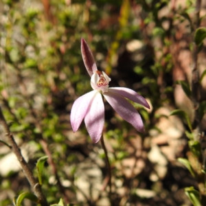 Caladenia fuscata at Acton, ACT - suppressed