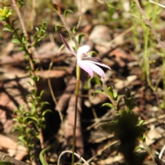 Caladenia fuscata at Acton, ACT - suppressed