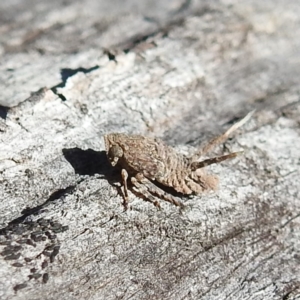 Fulgoroidea sp. (superfamily) at Acton, ACT - 22 Sep 2021