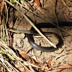 Demansia vestigiata (Black Whip Snake) at Kelso, QLD - 14 Aug 2021 by TerryS