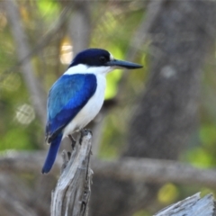 Todiramphus macleayii (Forest Kingfisher) at Kelso, QLD - 21 Aug 2021 by TerryS