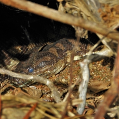 Morelia spilota mcdowelli (Eastern, Coastal or McDowell's Carpet python) at Kelso, QLD - 20 Aug 2021 by TerryS