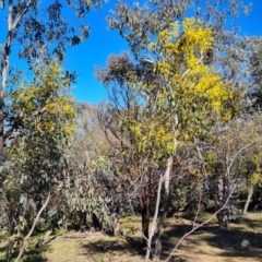 Acacia pycnantha (Golden Wattle) at Symonston, ACT - 22 Sep 2021 by Mike