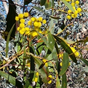 Acacia pycnantha at Symonston, ACT - 22 Sep 2021 03:08 PM