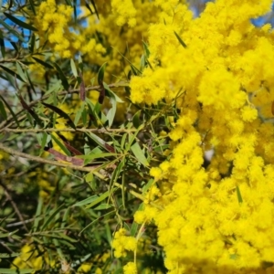 Acacia fimbriata at Symonston, ACT - 22 Sep 2021