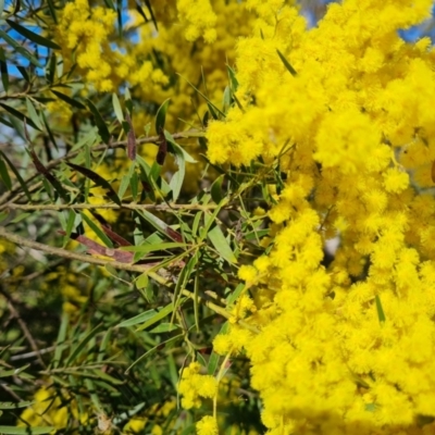 Acacia fimbriata (Fringed Wattle) at Symonston, ACT - 22 Sep 2021 by Mike