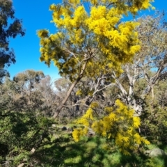 Acacia fimbriata at Symonston, ACT - 22 Sep 2021 03:02 PM