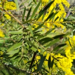 Acacia fimbriata at Symonston, ACT - 22 Sep 2021 03:02 PM