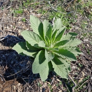 Verbascum thapsus subsp. thapsus at Symonston, ACT - 22 Sep 2021 02:24 PM