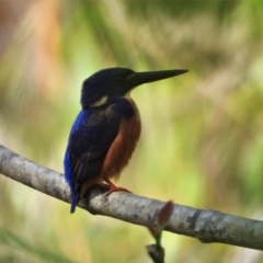 Ceyx azureus (Azure Kingfisher) at Kelso, QLD - 18 Sep 2021 by TerryS