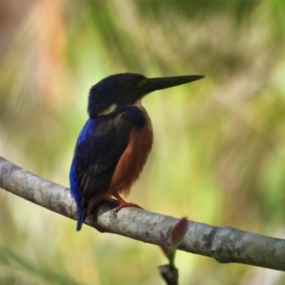 Ceyx azureus (Azure Kingfisher) at Kelso, QLD - 18 Sep 2021 by TerryS