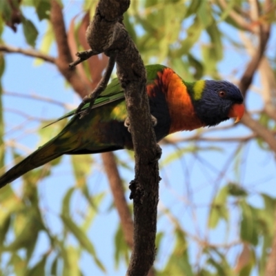 Trichoglossus moluccanus (Rainbow Lorikeet) at Kelso, QLD - 20 Aug 2020 by TerryS