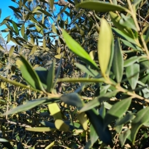 Olea europaea subsp. cuspidata at Symonston, ACT - 22 Sep 2021 03:28 PM