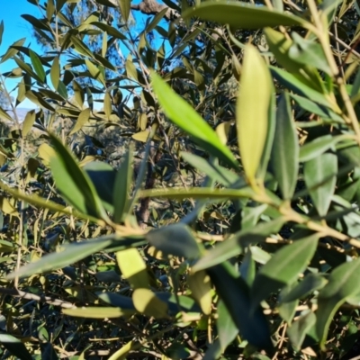 Olea europaea subsp. cuspidata (African Olive) at Symonston, ACT - 22 Sep 2021 by Mike