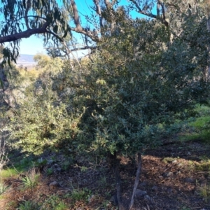 Olea europaea subsp. cuspidata at Symonston, ACT - 22 Sep 2021 03:28 PM