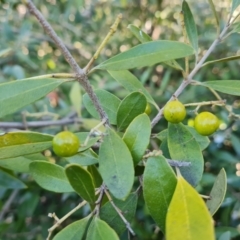 Olea europaea subsp. cuspidata at Symonston, ACT - 22 Sep 2021 03:28 PM