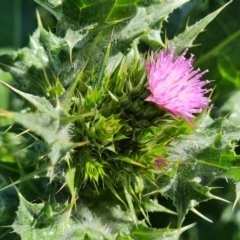 Carduus tenuiflorus at Symonston, ACT - 22 Sep 2021