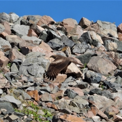 Milvus migrans (Black Kite) at Kelso, QLD - 19 Aug 2020 by TerryS